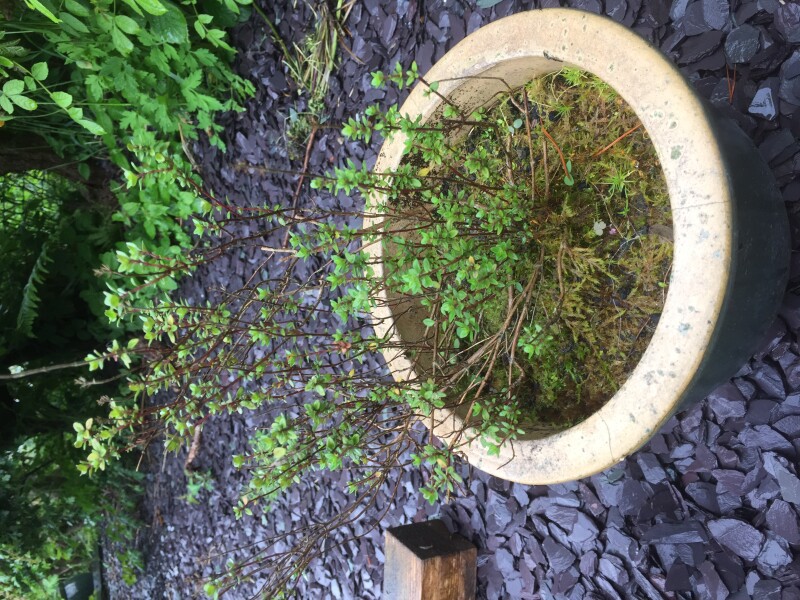 Why are my herbs all so weedy?