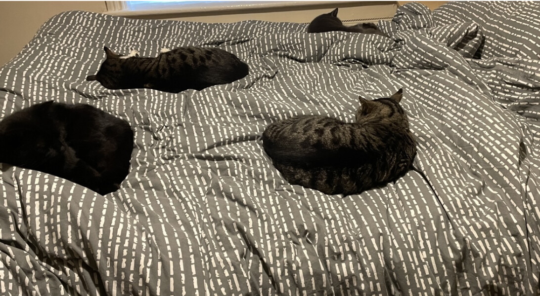 Let's see your relaxed cats