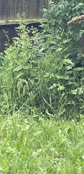 Weeds. No idea what I’m doing. Please help!
