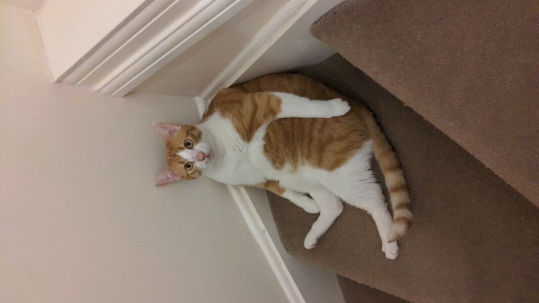 What has your experience of ginger  cats been ? 