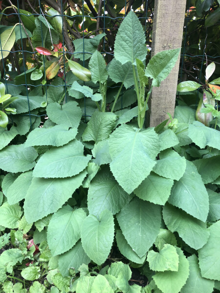 New garden/still learning! Plant ID help please!