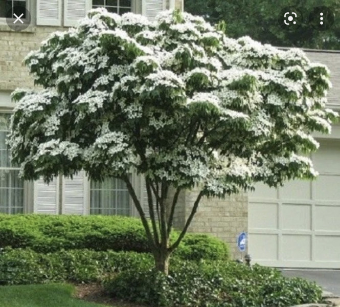 Help me find the perfect flowering tree to fill my gap (fnarr fnarr)