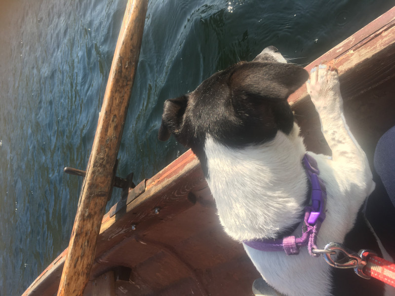 To not understand how to do a holiday with an old sleepy dog