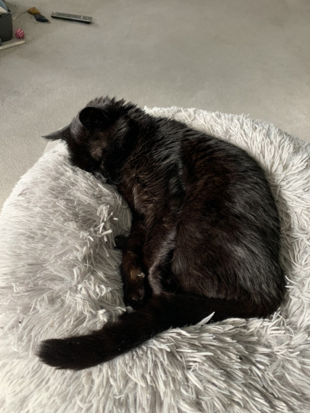 Not my cats and friends