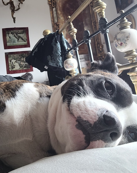 What other owners say  good and bad about your dog