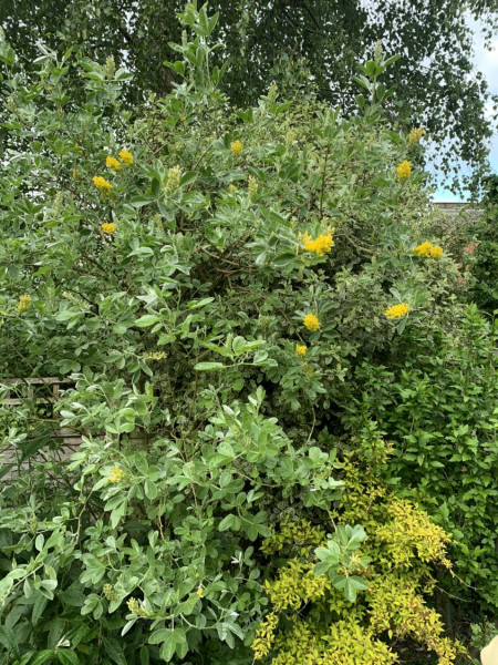 What's this tree? (photo)