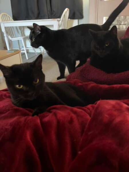 Adding a kitten playmate to two young adult cats - yes or no?