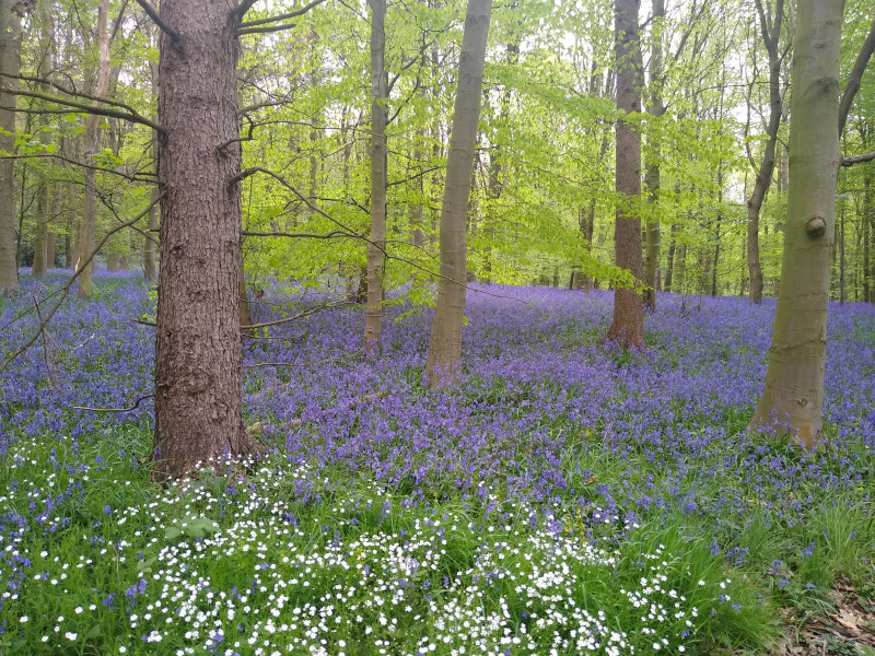 Come chat hiking with me!