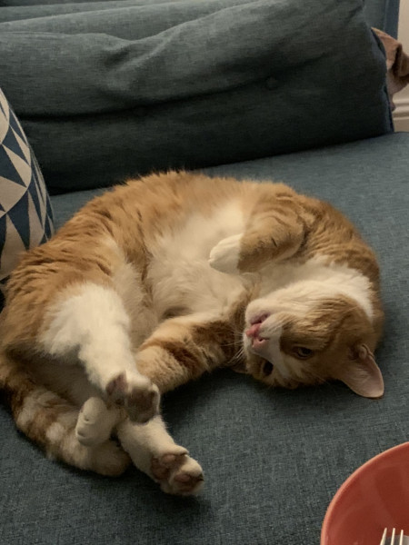 Let's see your relaxed cats