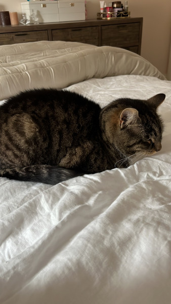 Cat seems a bit off. Any ideas? Photo included