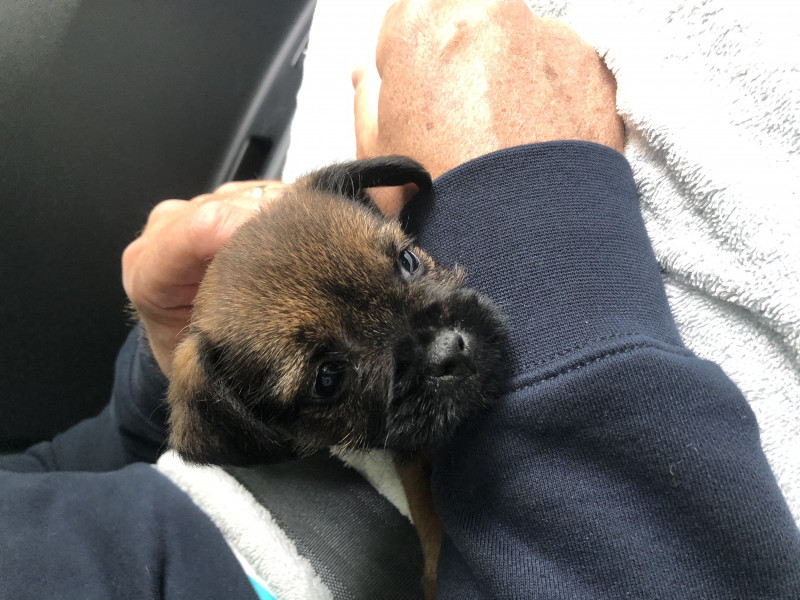 When to get puppy