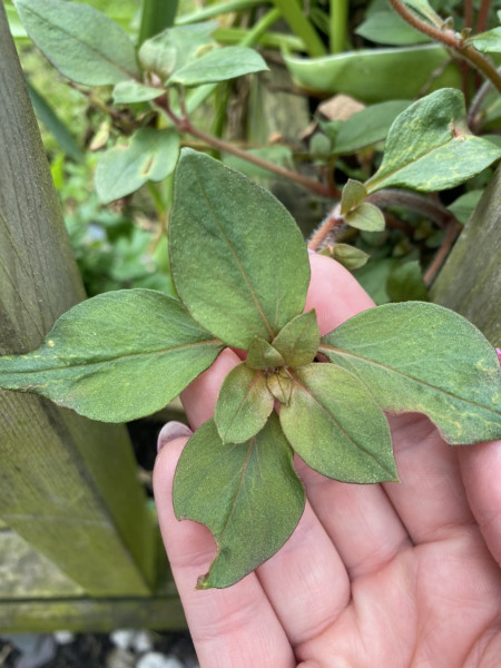 Id this perennial please