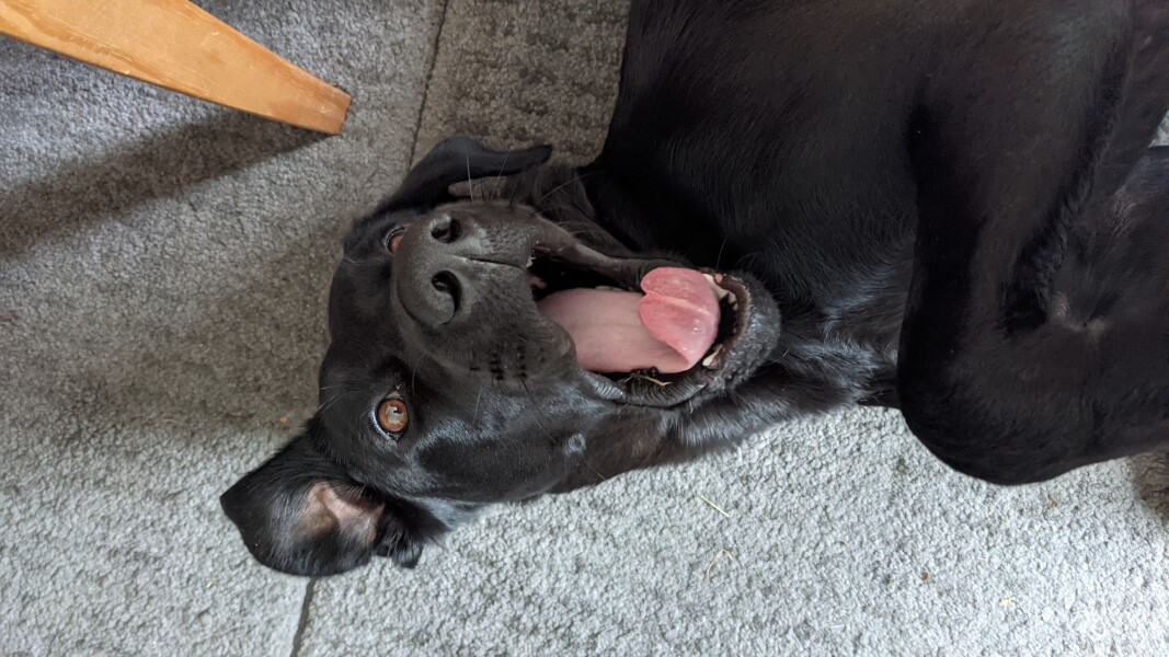 Tell me to stop looking at Labrador puppies