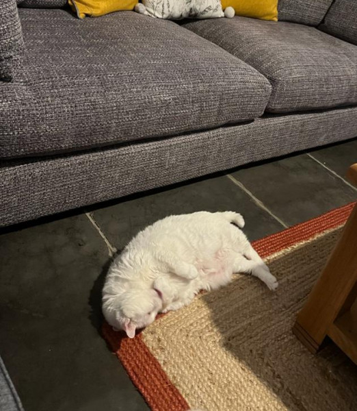 Let's see your relaxed cats