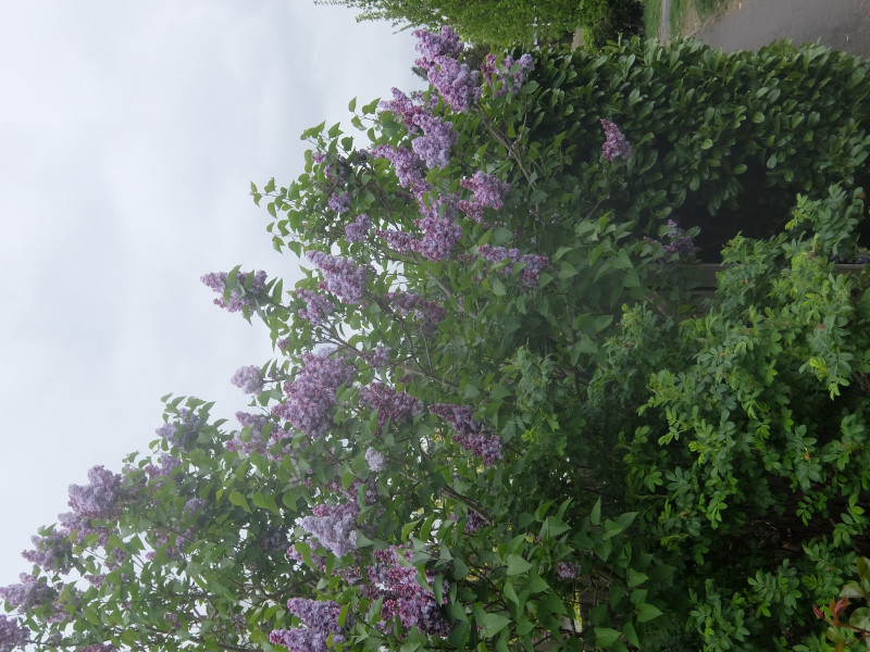 What kind of tree is this?