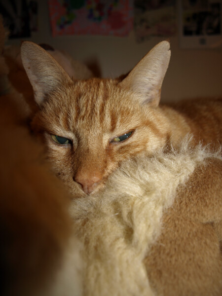 What has your experience of ginger  cats been ? 