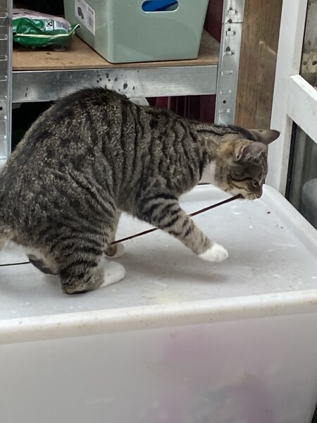 What quirky behaviour does your pet have?