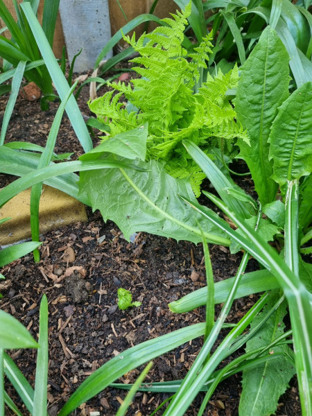 Tiny courtyard garden thread