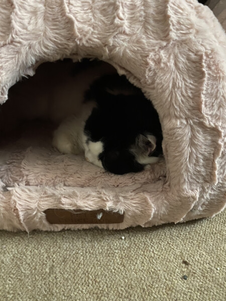 Let's see your relaxed cats