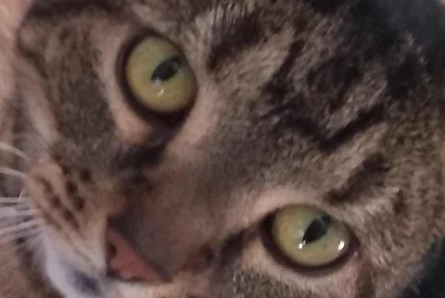What have you done to annoy your cat today?