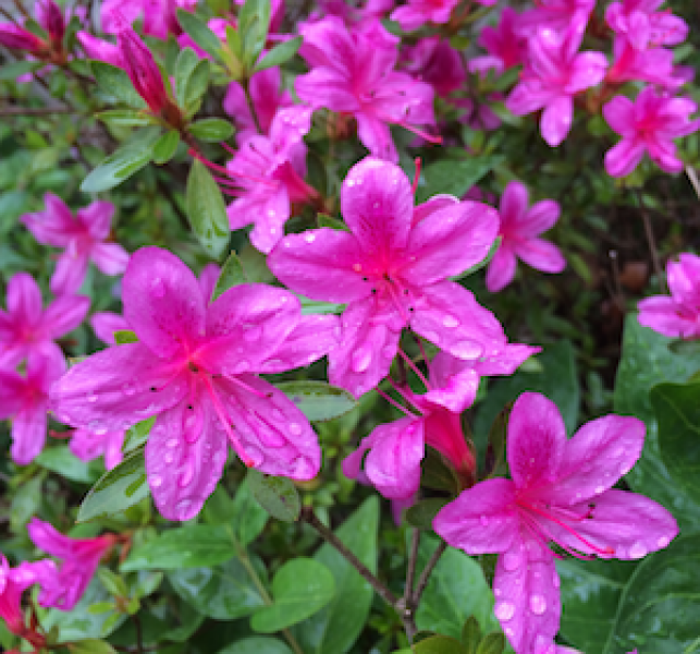 Can anyone identify this 1970s rhododendron?