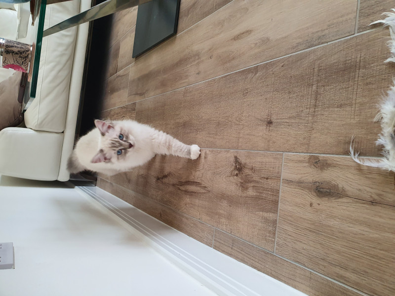 Just wanted to share my new kitten