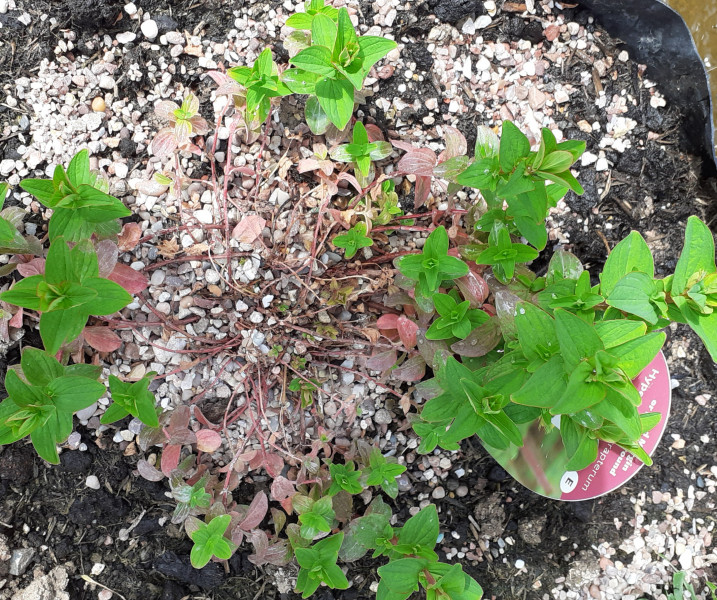 Bog garden and marginals 