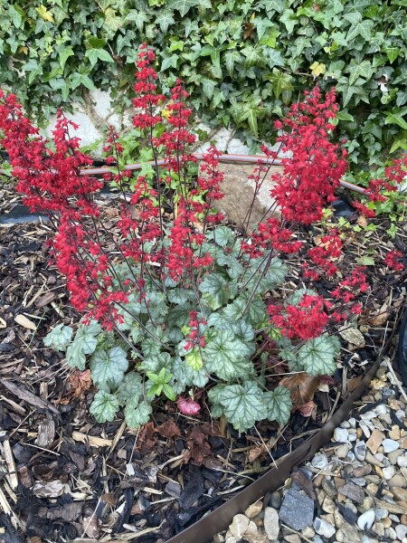 What Is This Plant (Recommend by Mumsnet!)