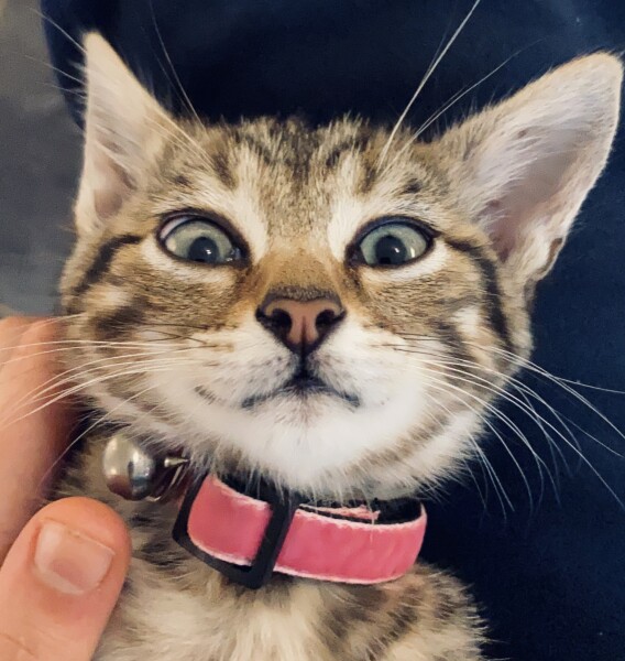 Cat photo thread