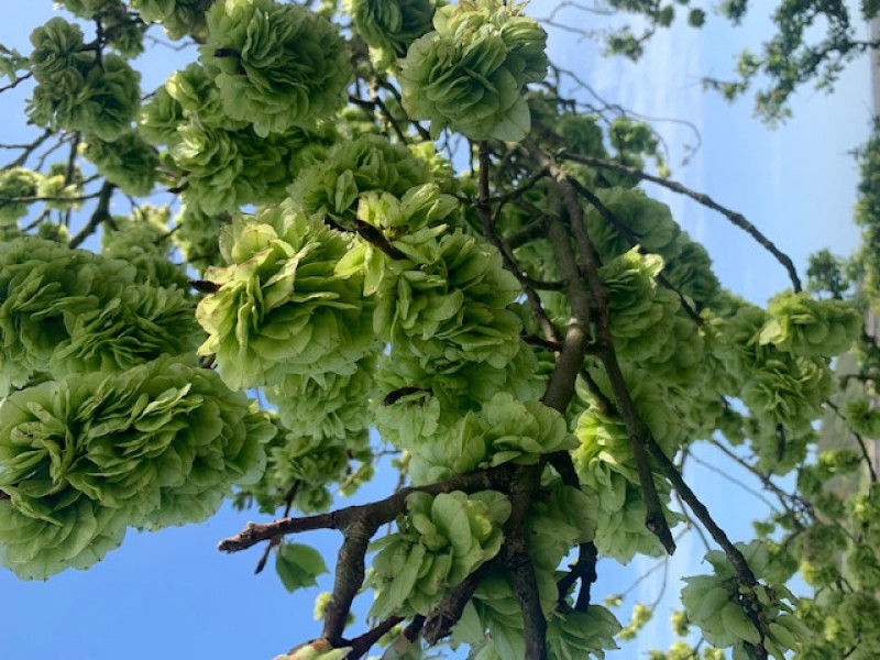 Lovely tree