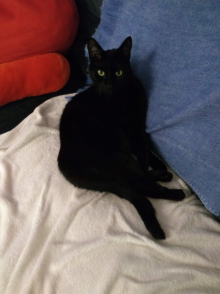 Not my cats and friends