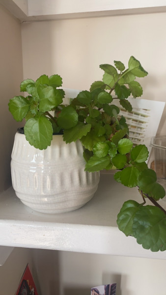 Plant identification help (with pic)