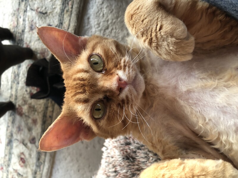 What has your experience of ginger  cats been ? 
