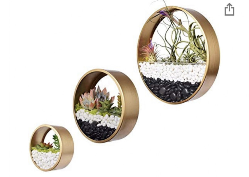 Plant suggestions for indoor non draining wall planter