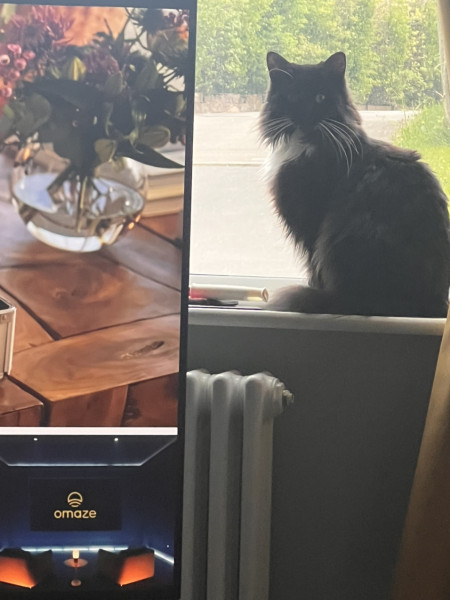 What have you done to annoy your cat today?