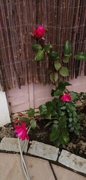Newly planted rose Bush (pic attached!) advice needed 