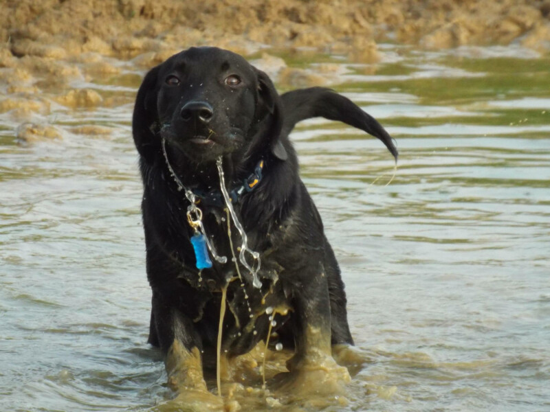 Tell me to stop looking at Labrador puppies