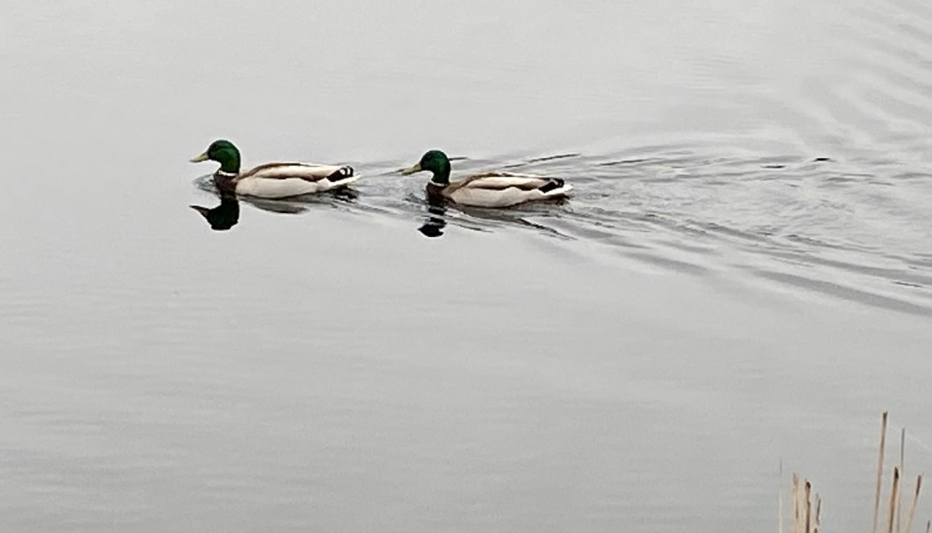 Ducks in garden!