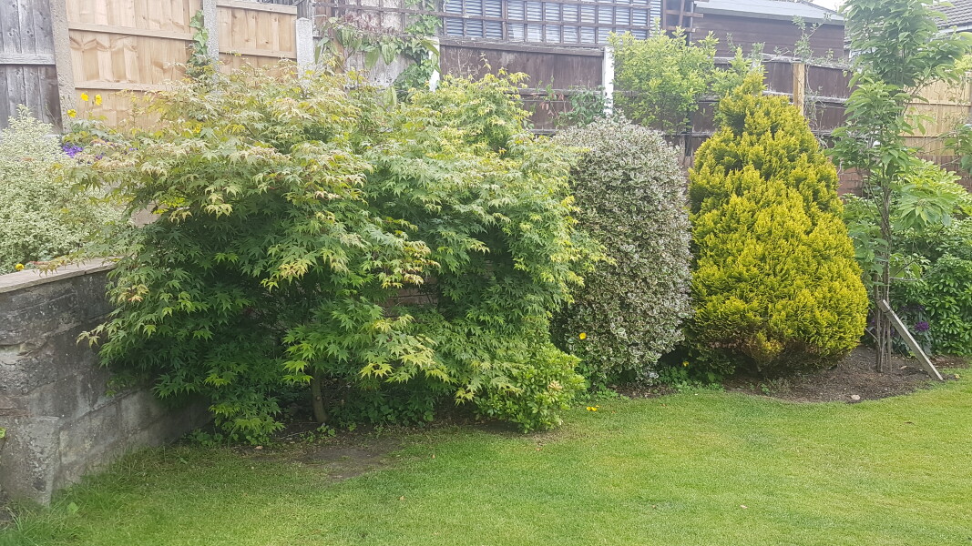 Removing an Acer