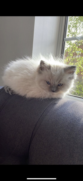 Can you help me name a male kitten please? Certain criteria