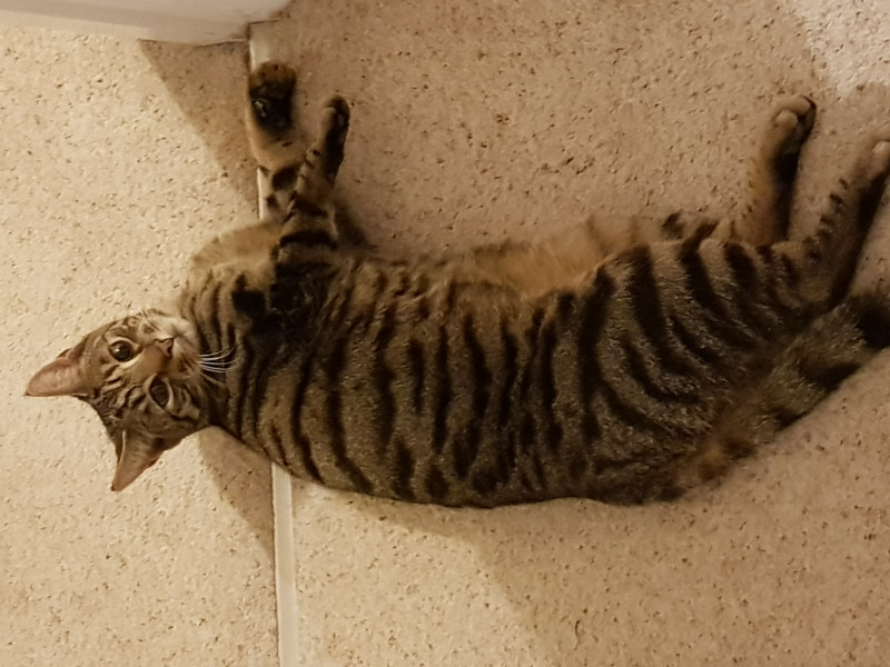 Missing cat and seeming unlikely he'll come home