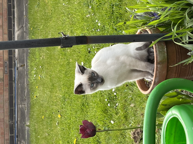 What have you done to annoy your cat today?