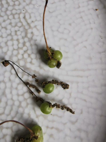 What are these balls my oak tree is dropping? 