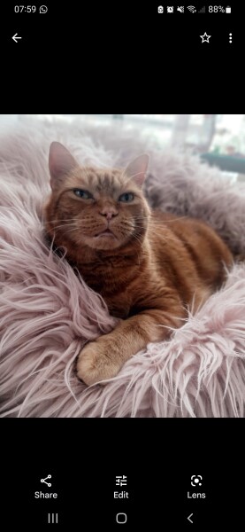 What has your experience of ginger  cats been ? 