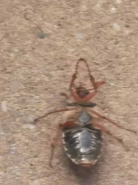 What are these weird bugs in my garden pls tell me not cockroaches 🤮