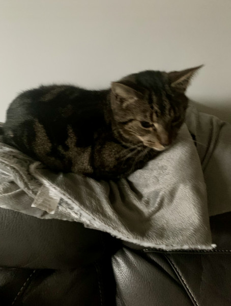 Let's see your relaxed cats