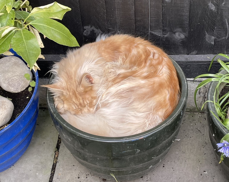 Let's see your relaxed cats