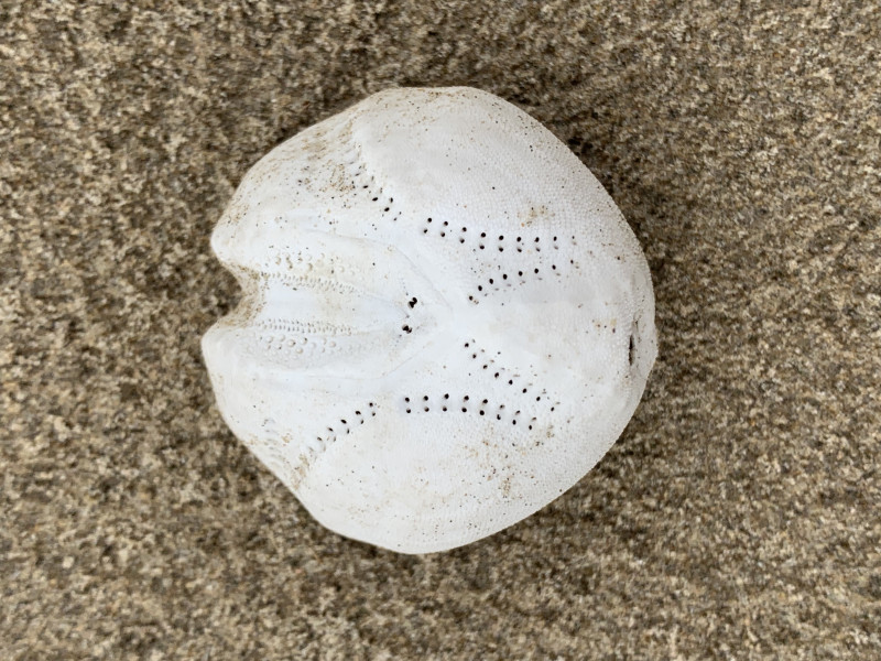 Can anyone please tell me what this is? (Found on beach in Pembrokeshire)