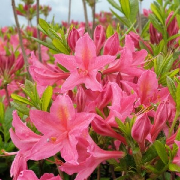 Can anyone identify this 1970s rhododendron?