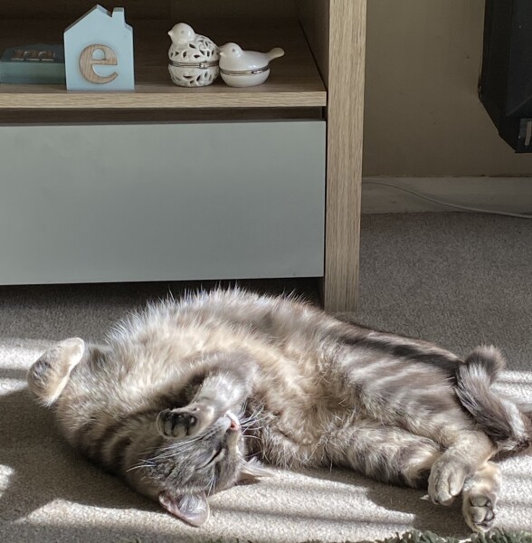 Let's see your relaxed cats